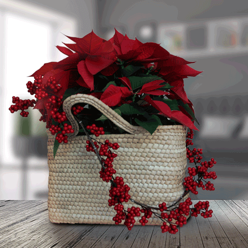 Regalos florales para la temporada de fiestas